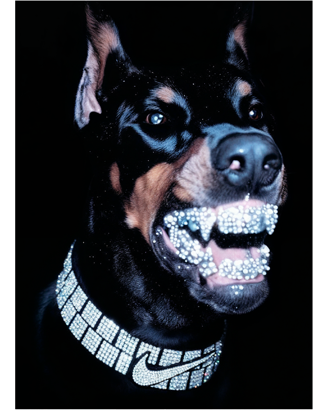 Cuadro Diamond Dog – Arte Urbano con Brillo Sneaker
