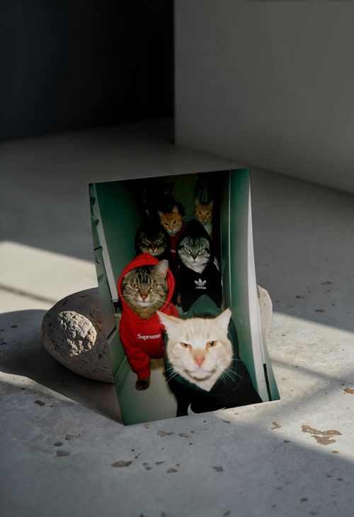 Cuadro Cat Gang Supreme Nike Adidas – Arte Urbano