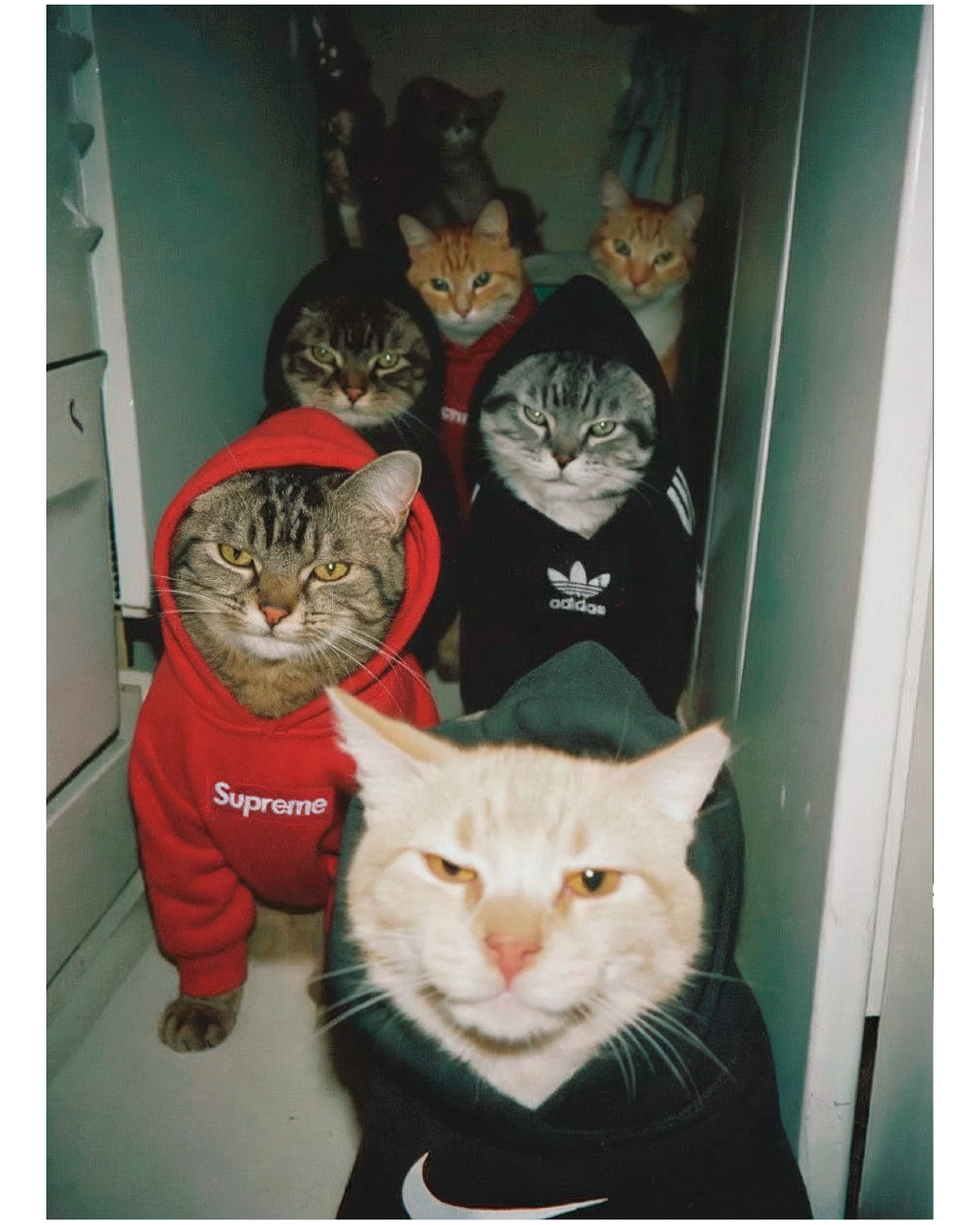 Cuadro Cat Gang Supreme Nike Adidas – Arte Urbano