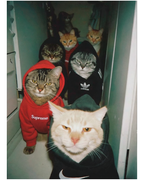 Cuadro Cat Gang Supreme Nike Adidas – Arte Urbano